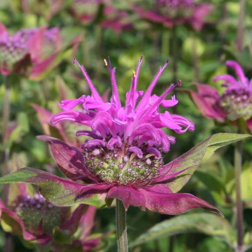 Monarda fistulosa var.menthifolia