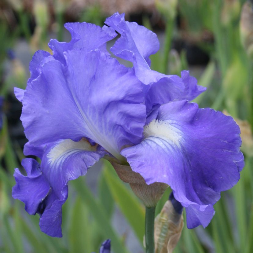 STM - Iris barb.- elat. 'Mer du Sud'