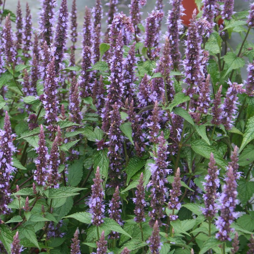 Agastache rugosa 'After Eight'  -R-