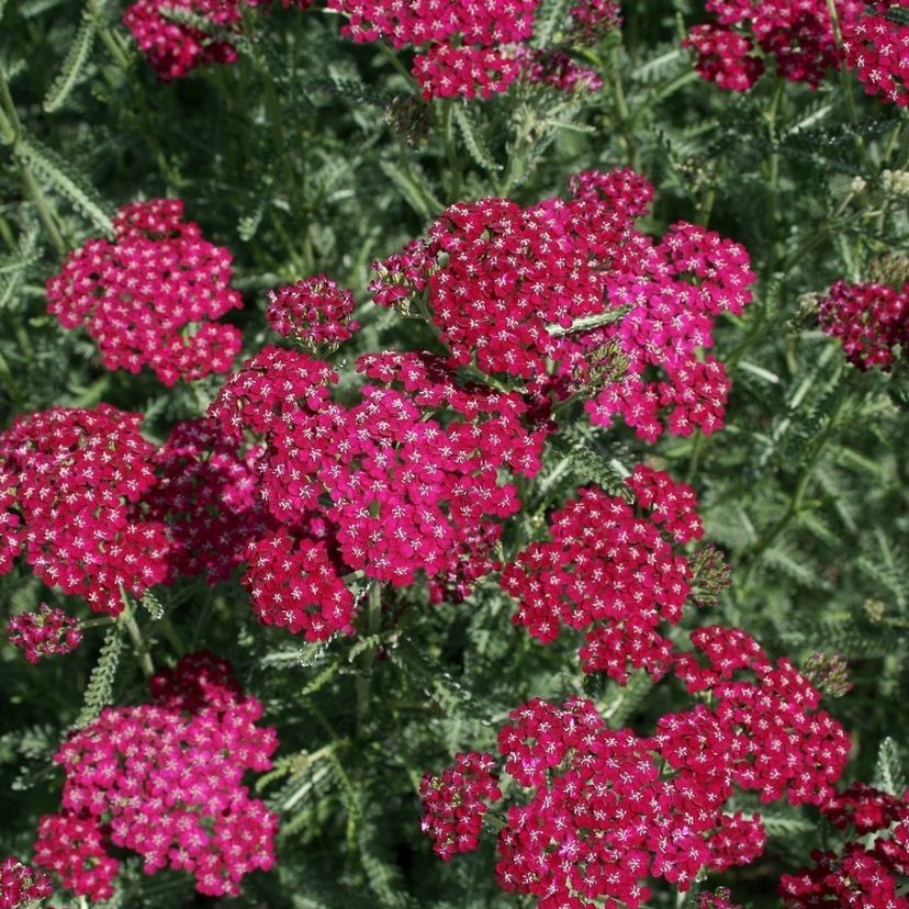 STM - Achillea filip. 'Belle Epoque'