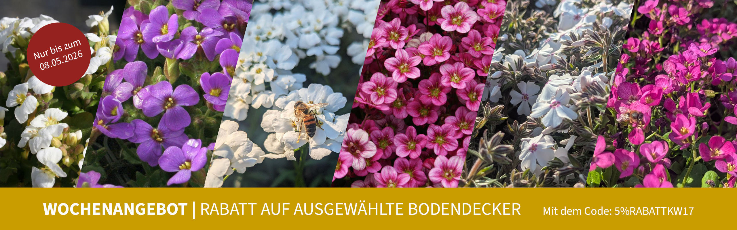 Wochenangebot | Rabatt auf ausgewählte Bodendecker mit dem Code 5%RABATTKW17, nur bis zum 08.05.2026