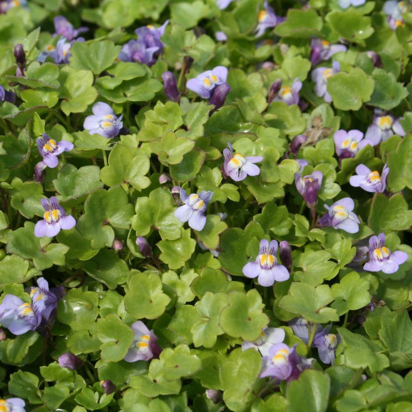 Cymbalaria muralis
