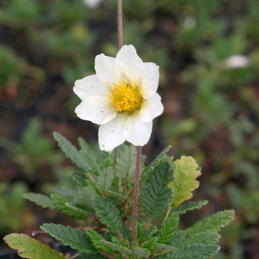 Dryas x suendermanii