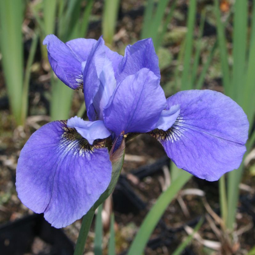 Iris sibirica 'Cambridge'