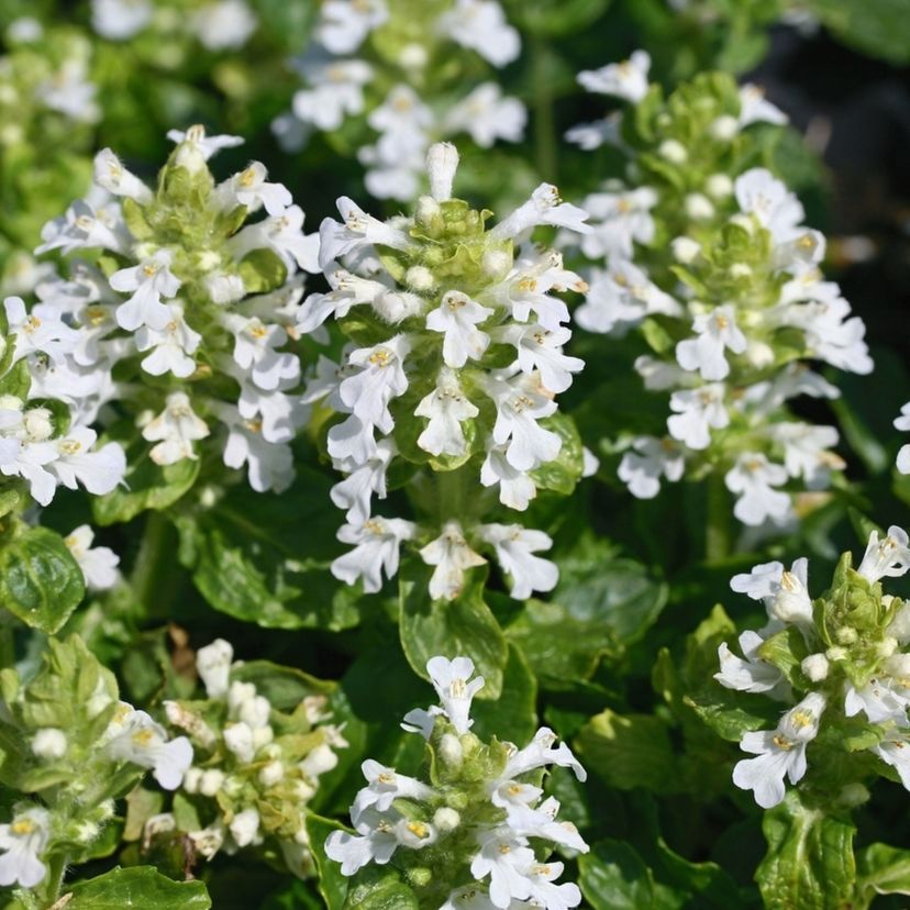 Ajuga reptans 'Alba'