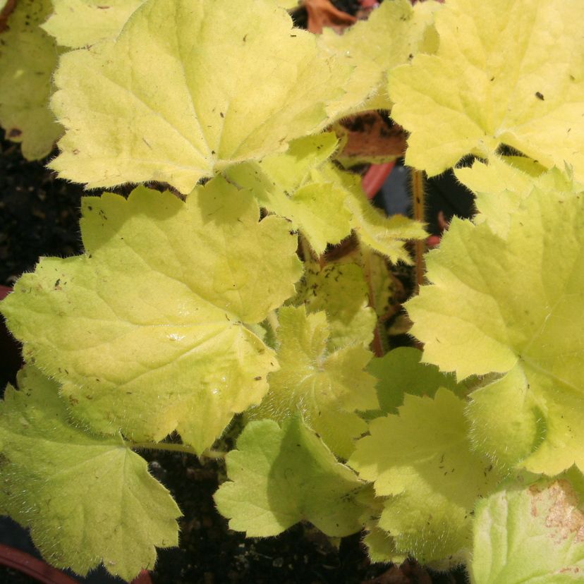 STM - Heuchera hybr. 'Pistache'