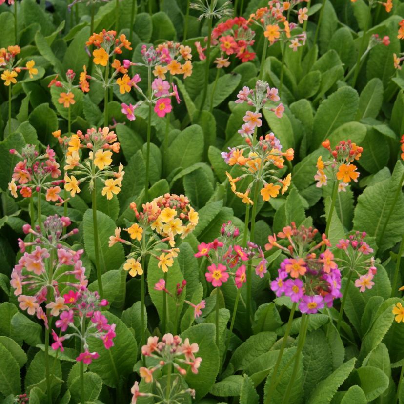Primula bullesiana