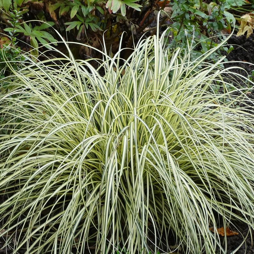 Carex oshimensis 'Evergold'