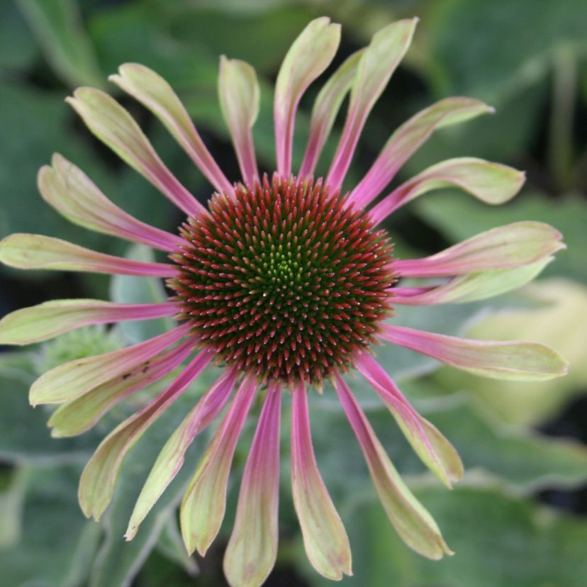STM - Echinacea purp. 'Green Twister'