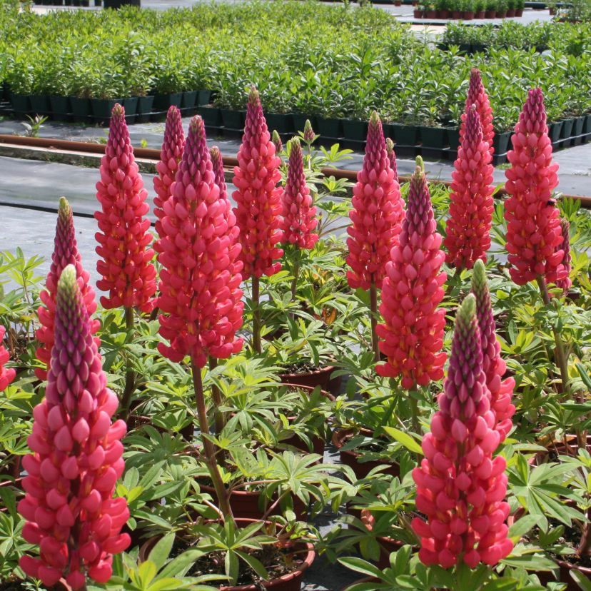 Lupinus hybr. 'Towering Inferno'