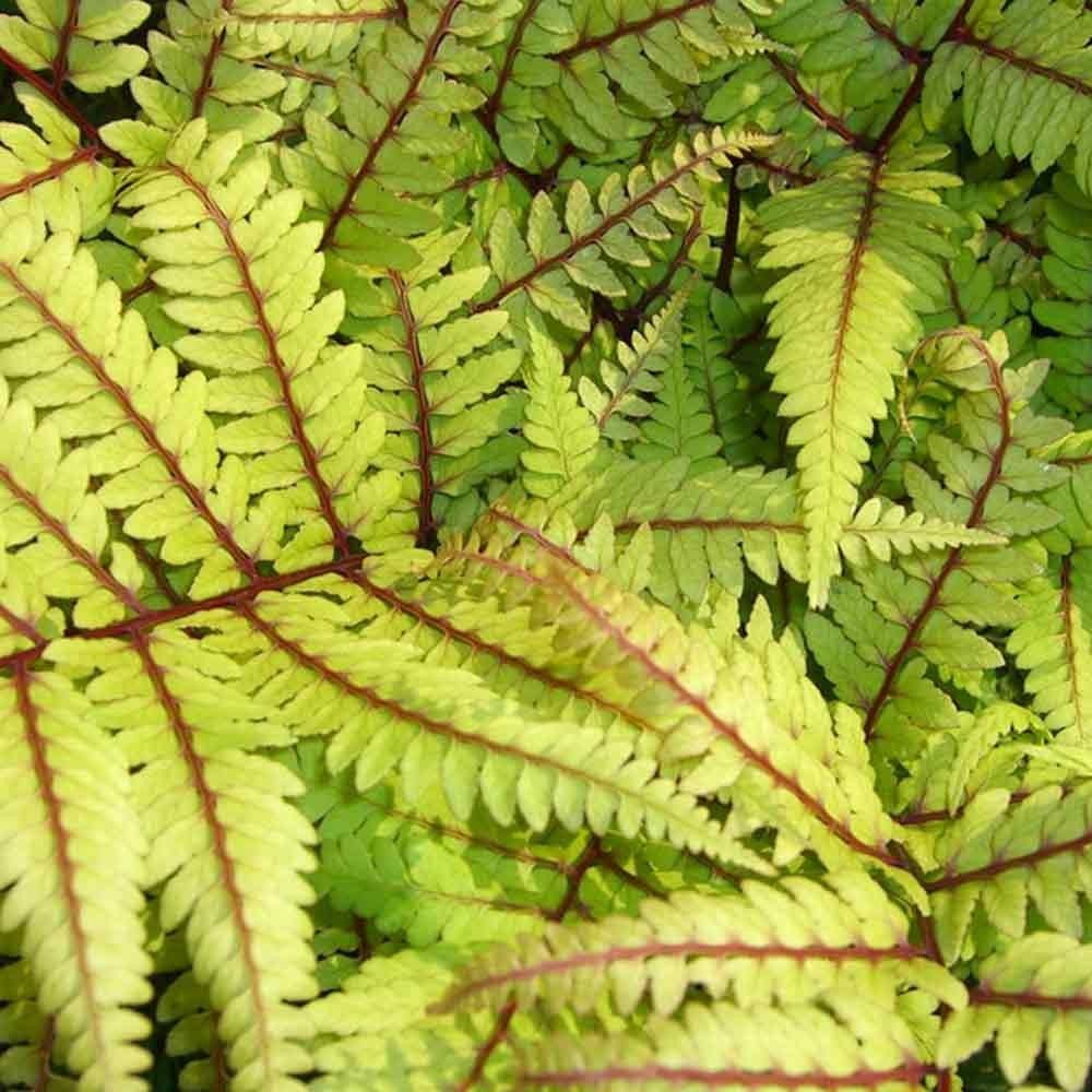 STM - Athyrium filix-femina 'Rotstiel'