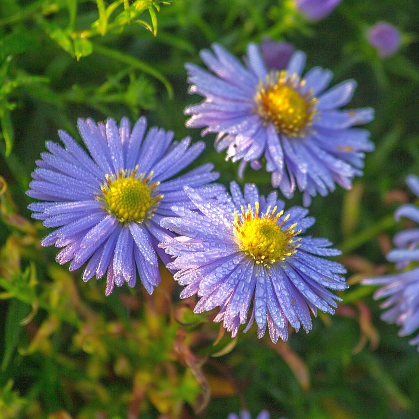 STM - Aster dum. 'Zwergenhimmel'