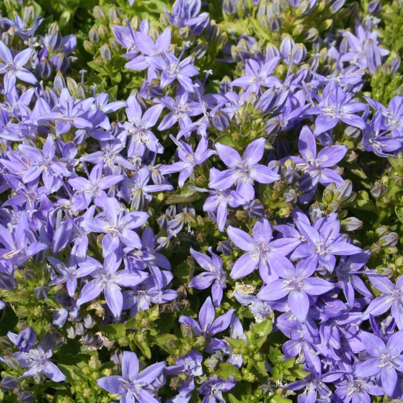 STM - Campanula garg. 'Filigree'