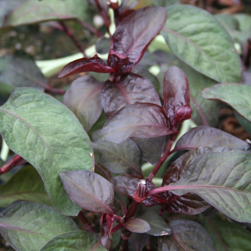 STM - Persicaria hydropiper 'Rubra Red'