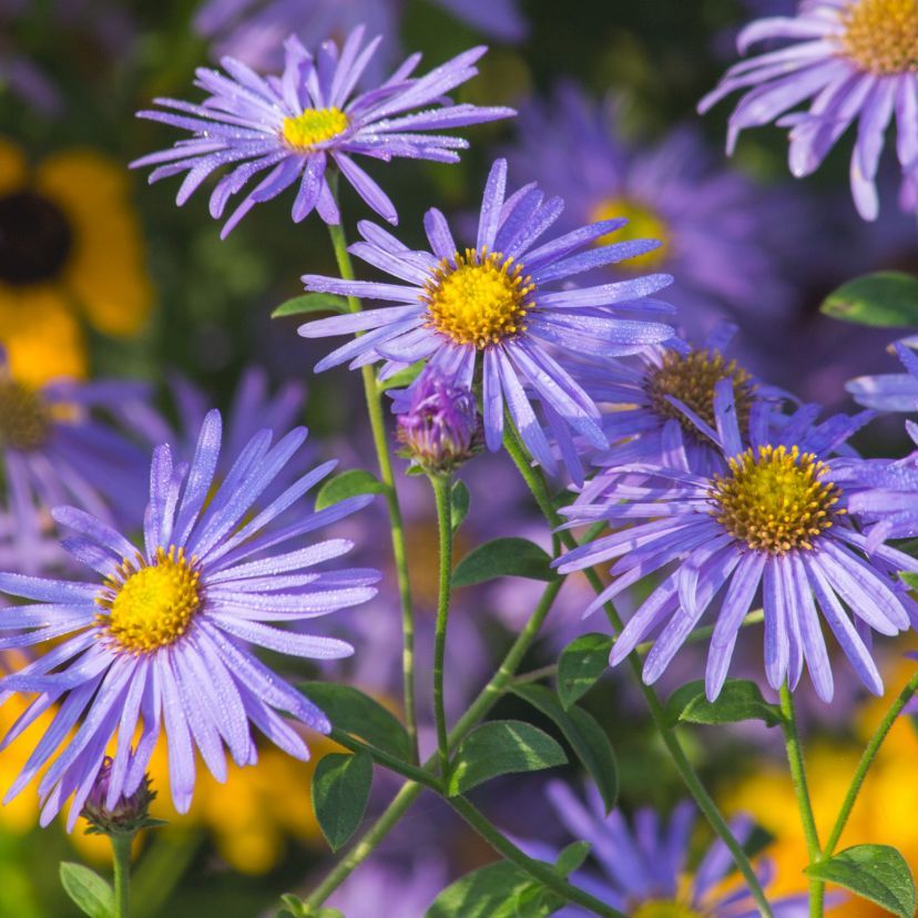 Aster x frikartii 'Mönch'