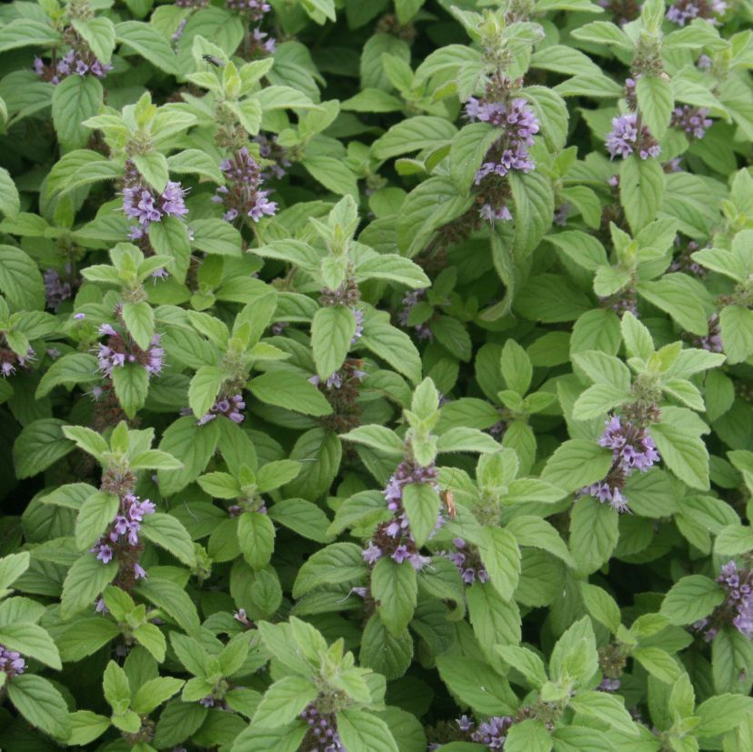 STM - Mentha arvensis