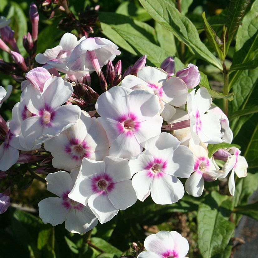 Phlox panic. 'Europa'