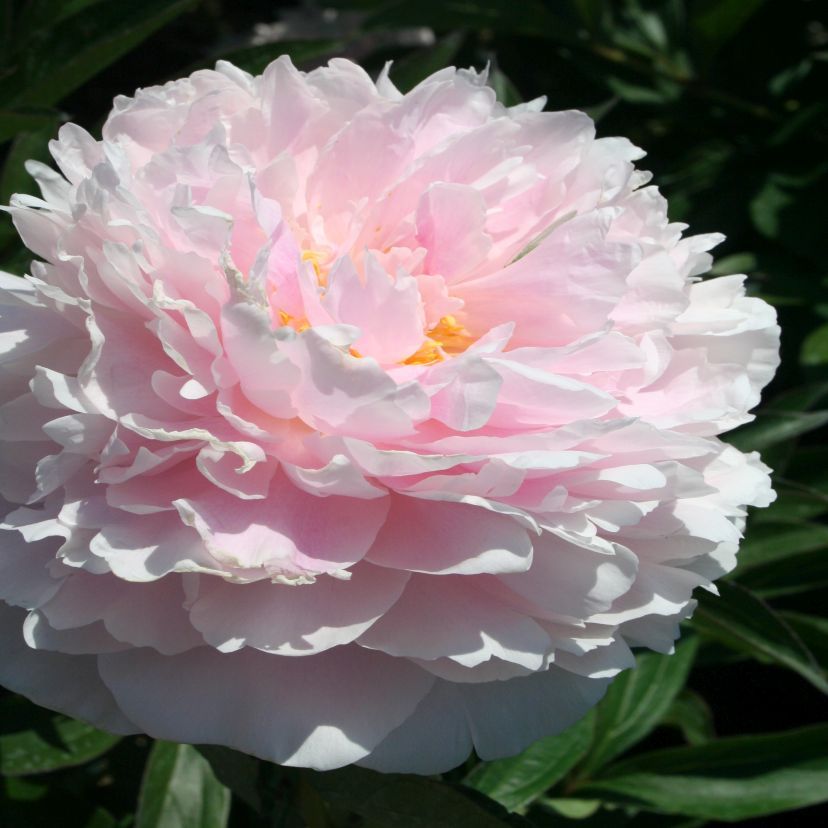 Paeonia lact. 'Sarah Bernhard'