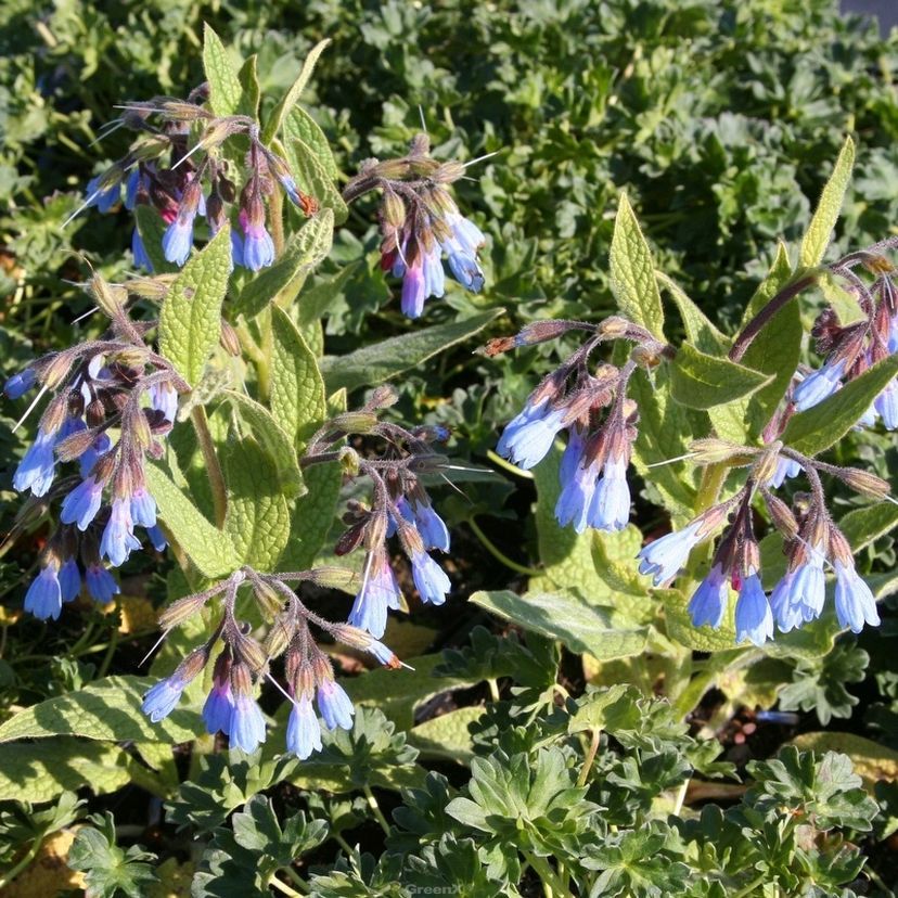 Symphytum azureum