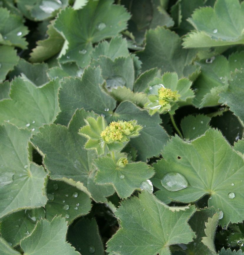 STM - Alchemilla xanthochlora (vulgaris)