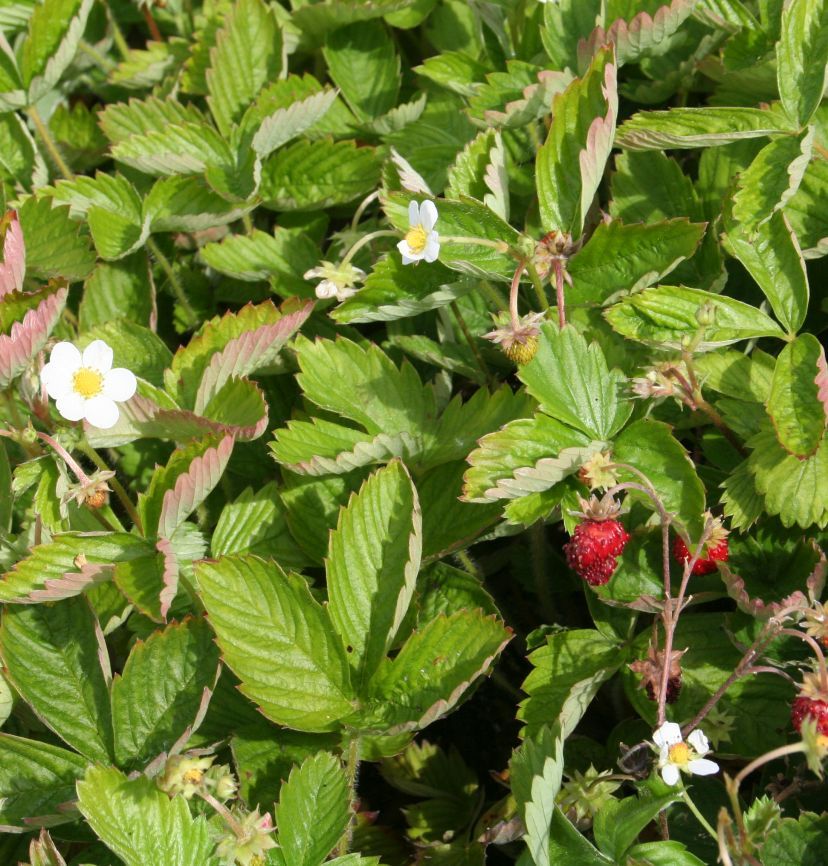 Fragaria vesca 'Verbesserte Rügen'