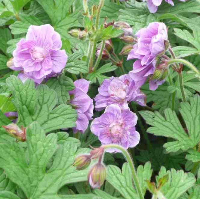 STM - Geranium himala. 'Plenum'