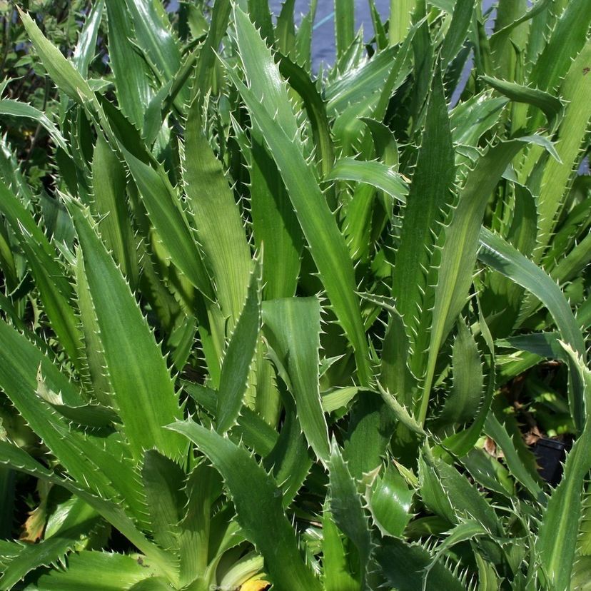 STM - Eryngium agavifolium
