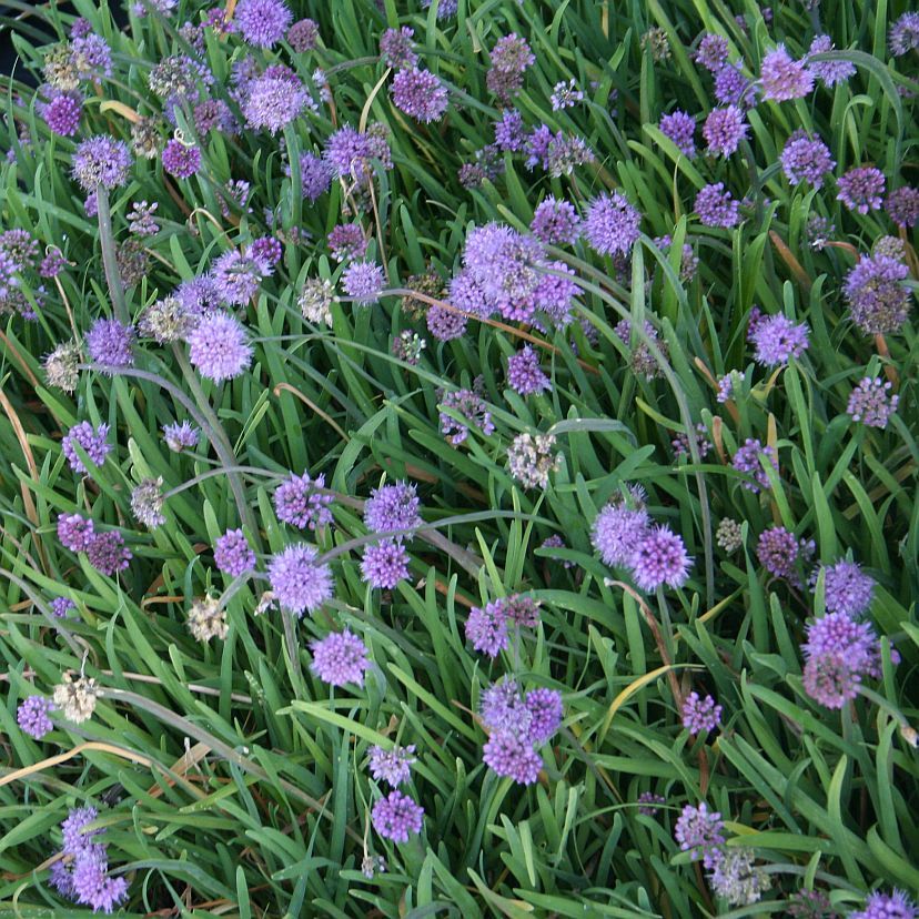 STM - Allium senescens ssp. senescens