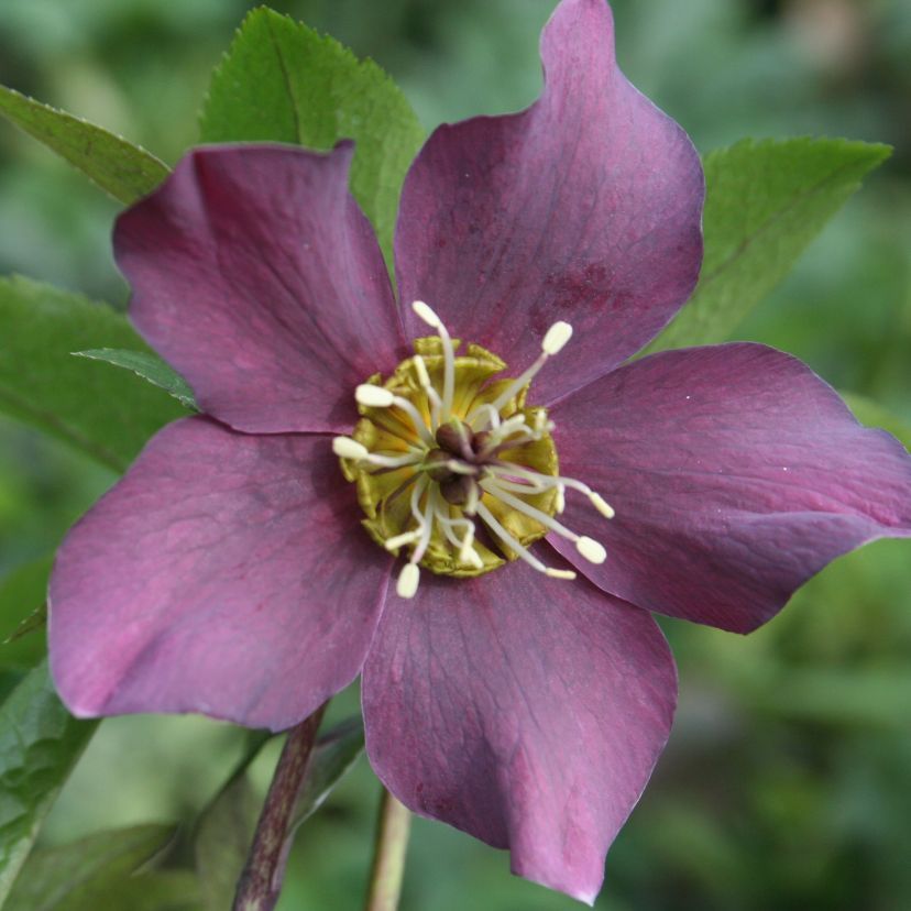 STM - Helleborus orientalis 'Pretty Ellen Red'