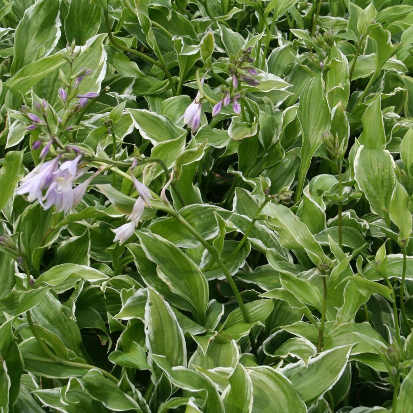 Hosta undulata 'Albomarginata'