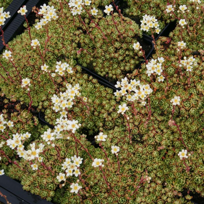 STM - Saxifraga paniculata 'Minor'