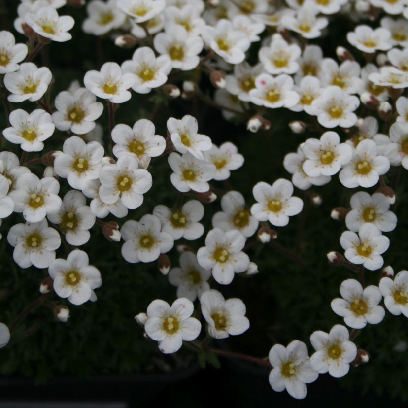Saxifraga pubescens ssp. iratiana