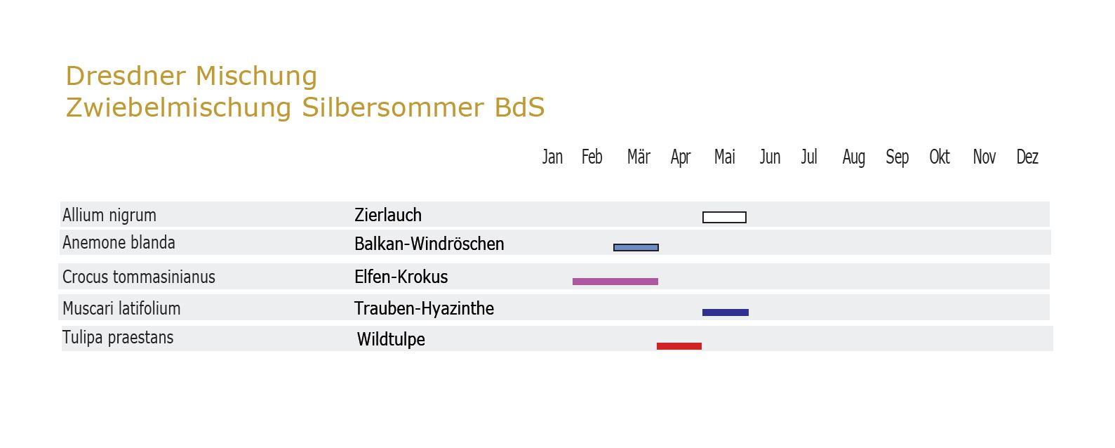 Dresdner Silbersommer- Zwiebel-und Knollenmischung