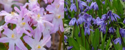 Winterharte Blumenzwiebeln für einen blühenden Frühling