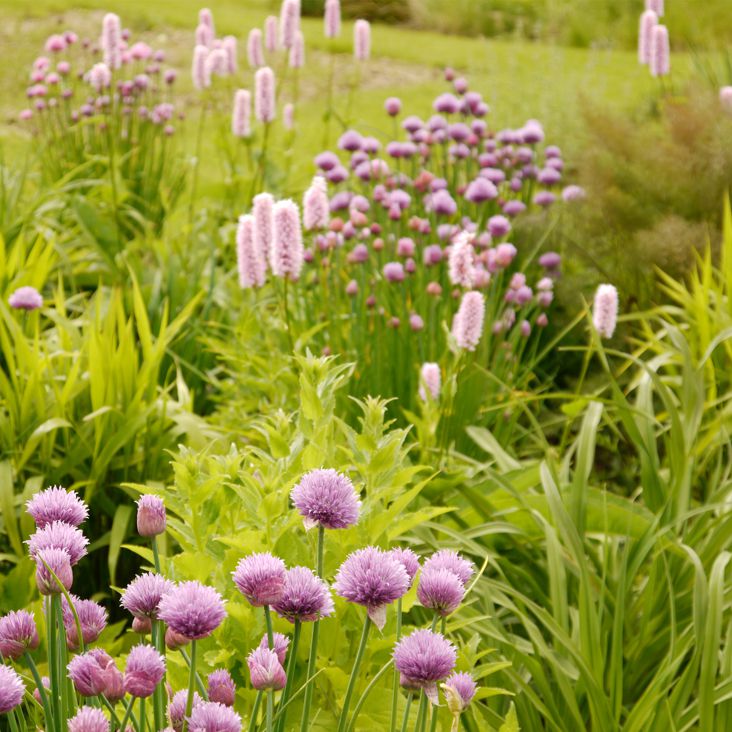 Gärtnerlust und Gaumenfreude