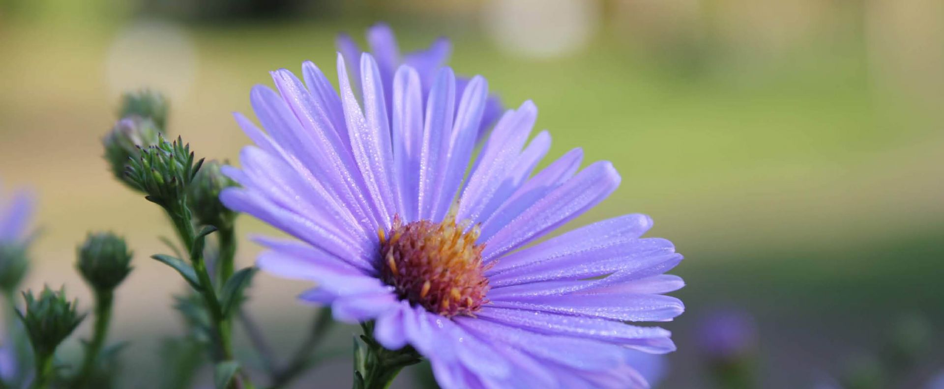 Staude des Jahres 2025