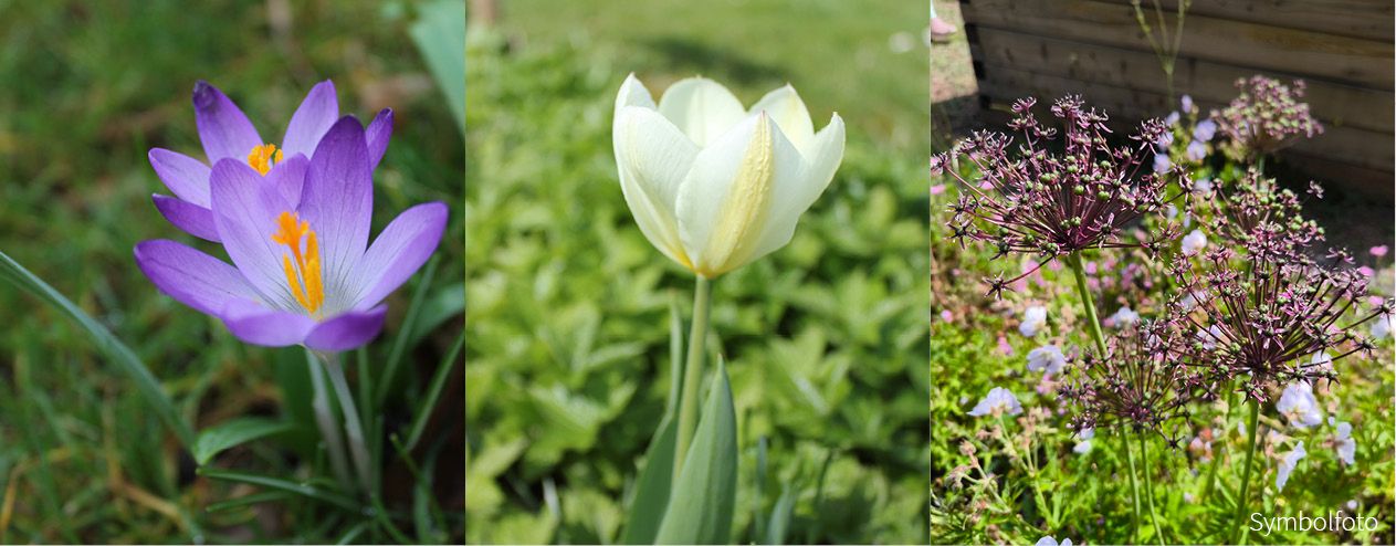 Winterharte Blumenzwiebeln für einen blühenden Frühling