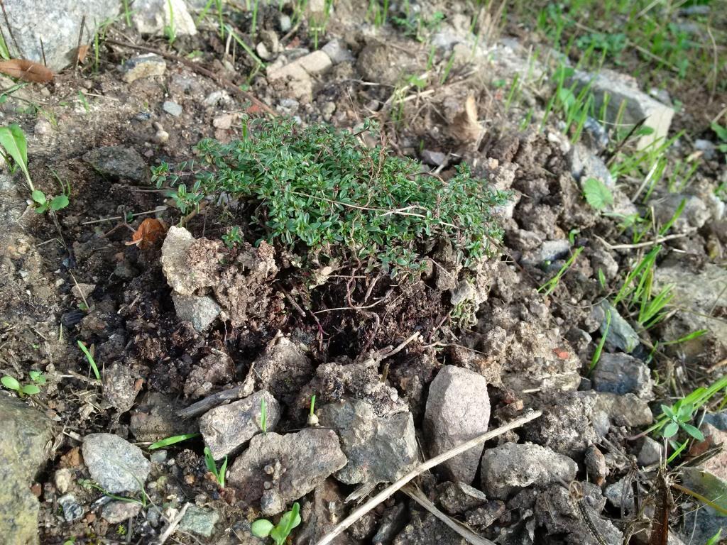 49+ Pflanzungen Im Herbst, Entdecken sie bei uns die schönsten.